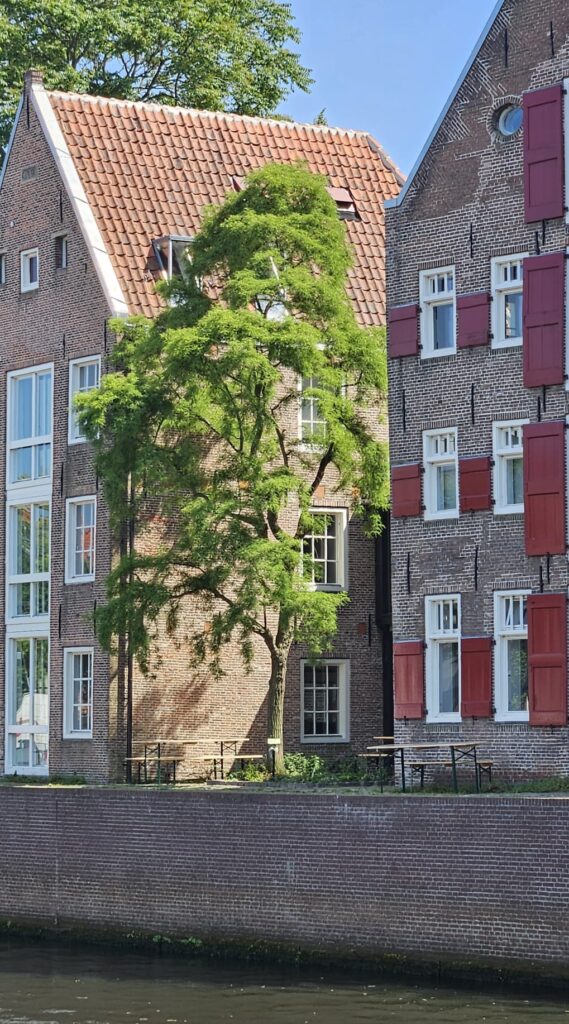 Fotografie onthulling boom Het Oversticht (6)
